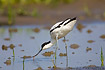 Avocet searching for food in shallow water