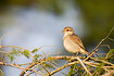 Young Red-backed Shrike