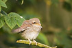 Young Red-backed Shrike begging