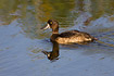 Female Tufted Duck swimming with reflection in water