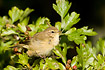 Young Willow Warbler between leaves