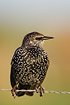 Starling on wire