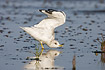 Photo ofCommon Gull (Larus canus). Photographer: 