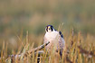 Foto af Vandrefalk (Falco peregrinus). Fotograf: 