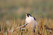 Foto af Vandrefalk (Falco peregrinus). Fotograf: 
