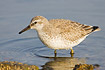 Juvenile Red Knot