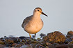 Red Knot is morning light