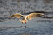 Black-headed Gull hovering over water