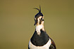 Photo ofNorthern Lapwing (Vanellus vanellus). Photographer: 