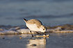 Sanderling with prey (bivalve)
