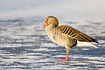 Greylay Goose standing on ice