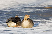 Pair of Greylag Geese restingon the ice