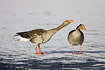 Greylag Goose pair standing on ice, male is calling