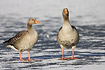 Greylag Goose pair on the ice