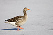 Greylag Goose walking on the ice