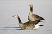 Hybrid between Greylag Goose and Canada Goose has mated with Greylag Goose