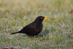 Blackbird male in rimy grass