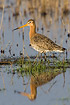 Black-tailed Godwit on flooded meadow with reflection in water