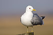 Common Gull on fence post