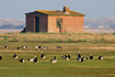 Barnacle Geese grazing on meadow