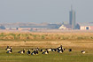 Barnacle Geese grazing in meadow with farm building in background