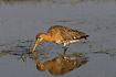 Black-tailed Goodwit seraching for food in pond