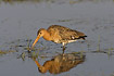 Black-tailed Godwit searching for food in pond