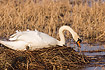 Mute Swan laying on nest and collecting nest material