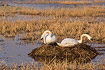 Pair of Mute Swans building on nest