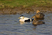 Eider - male and two females