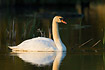 Mute Swan in morning light