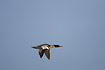 Male Red-breasted Merganser flying