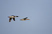 Pair of Red-breasted Merganser flying