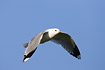 Flying Common Gull
