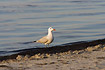 Audouins Gull on the beach