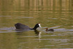 Crested Coot feeding chick