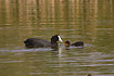 Crested Coot feeding chick