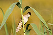 Great Reed Warbler sitting in reeds