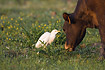 Cattle Egret checking cow for insects