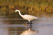Little Egret hunting showing yellow feet