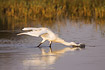 Little Egret strikes after prey in water