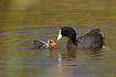 Crested Coot with chick
