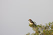 Woodchat Shrike looking for prey