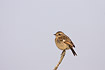 Newly-fledged Stonechat