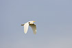 Cattle Egret flying
