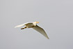 Flying Cattle Egret