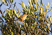 Fan-tailed Warbler sitting on twig