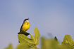 Singing Yellow Wagtail of the iberian race
