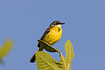 Yellow Wagtail of the iberian race