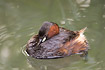 Little Grebe just awake from a nap